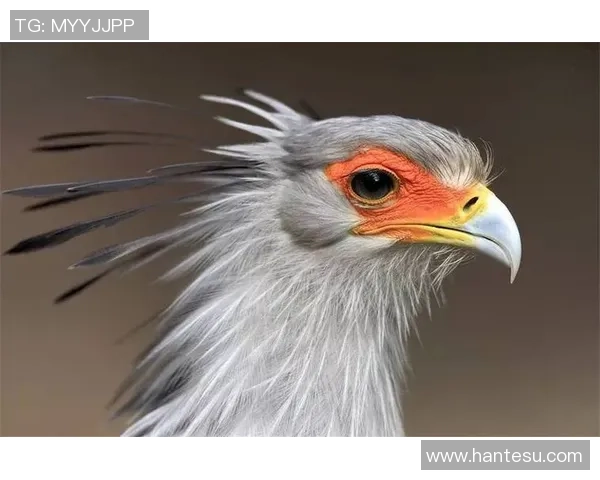 帅哥足球明星们的绿茵场上魅力与实力并存的精彩瞬间